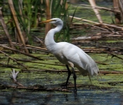 2016 06 11 WildLife MPLS 048